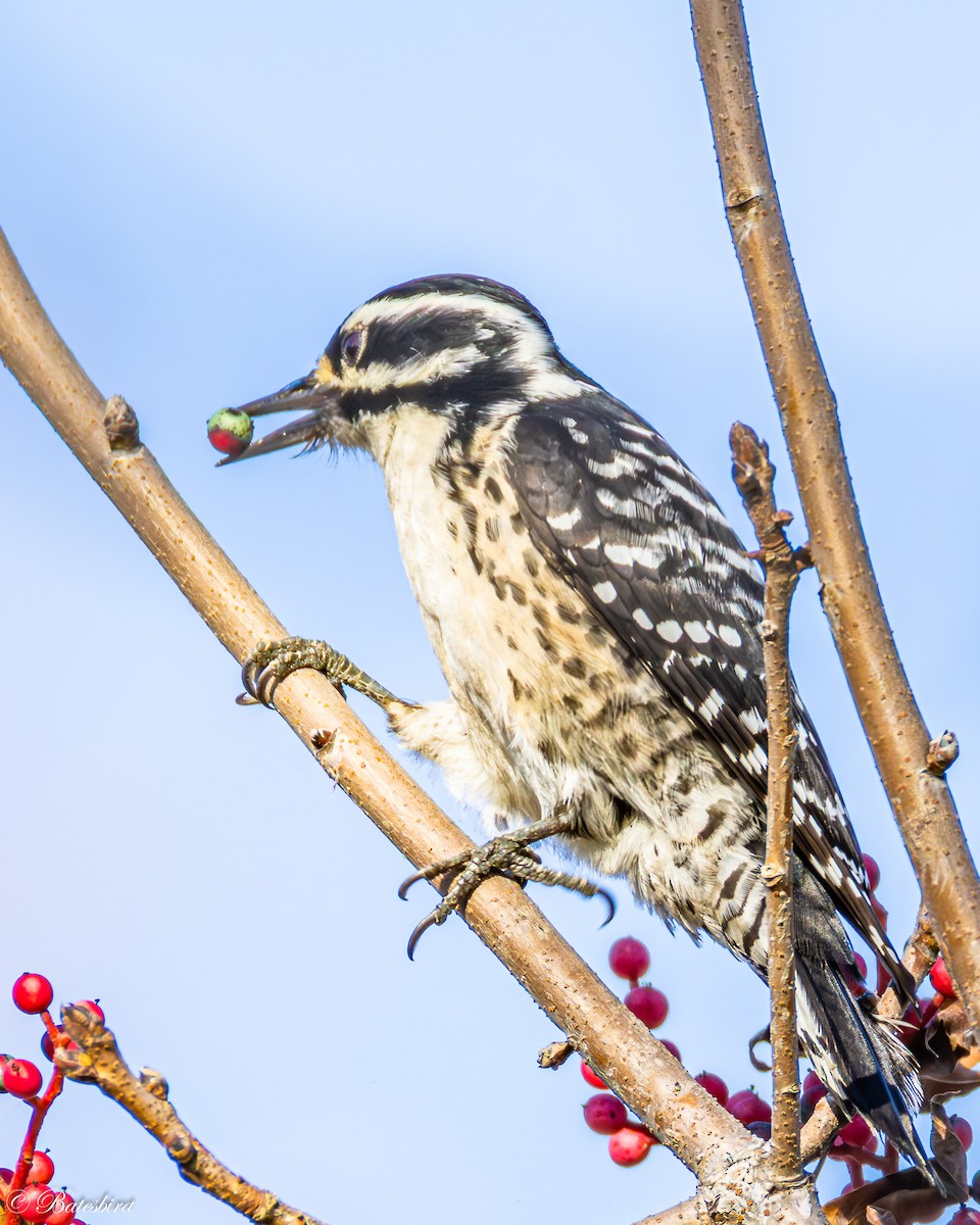 Nuttallspecht - ML647183662