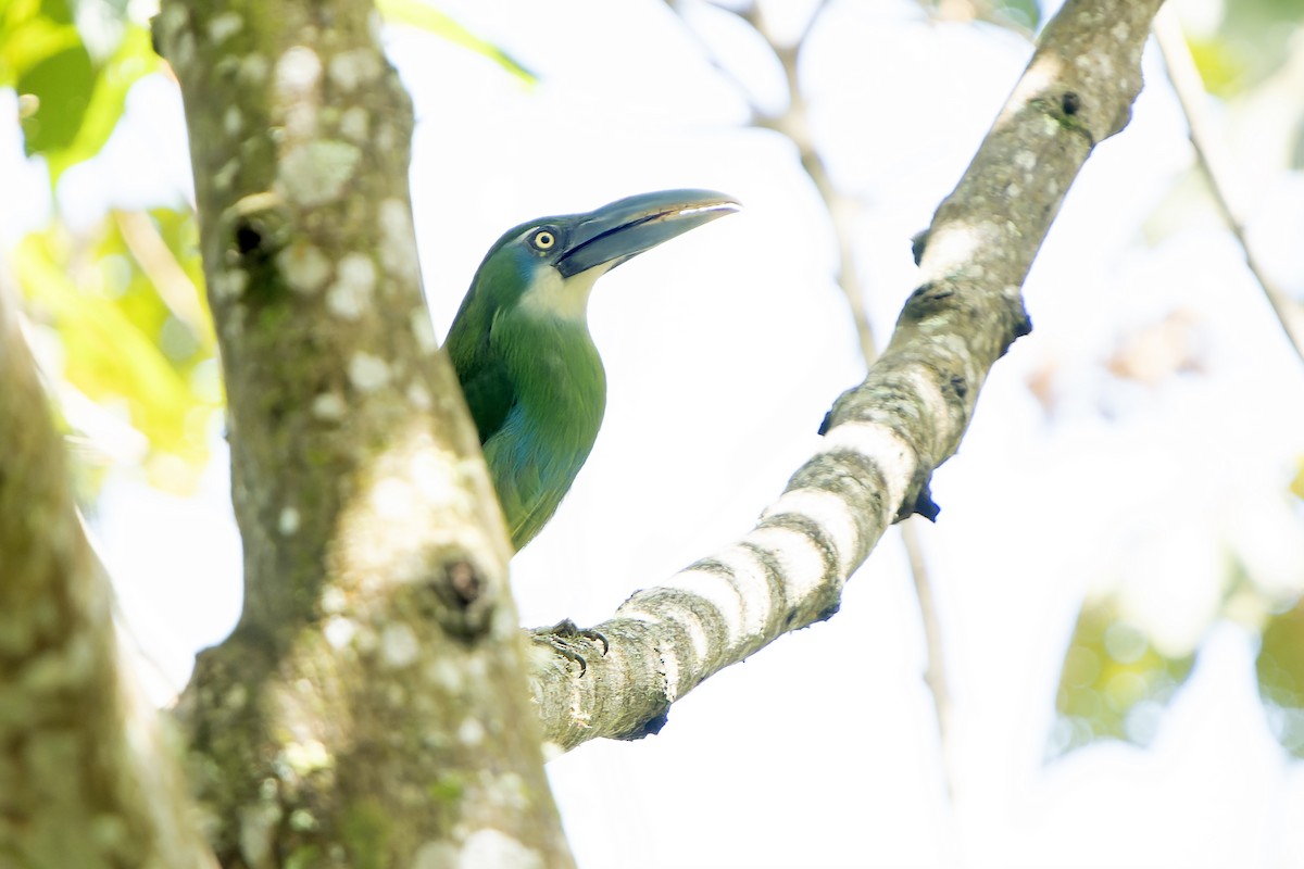 Blue-banded Toucanet - ML647183687