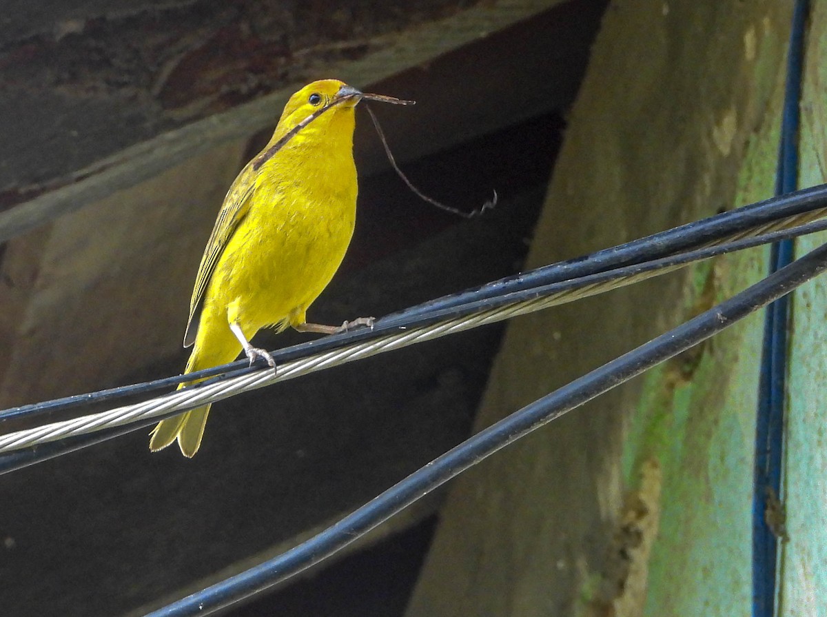 Saffron Finch - ML647183688