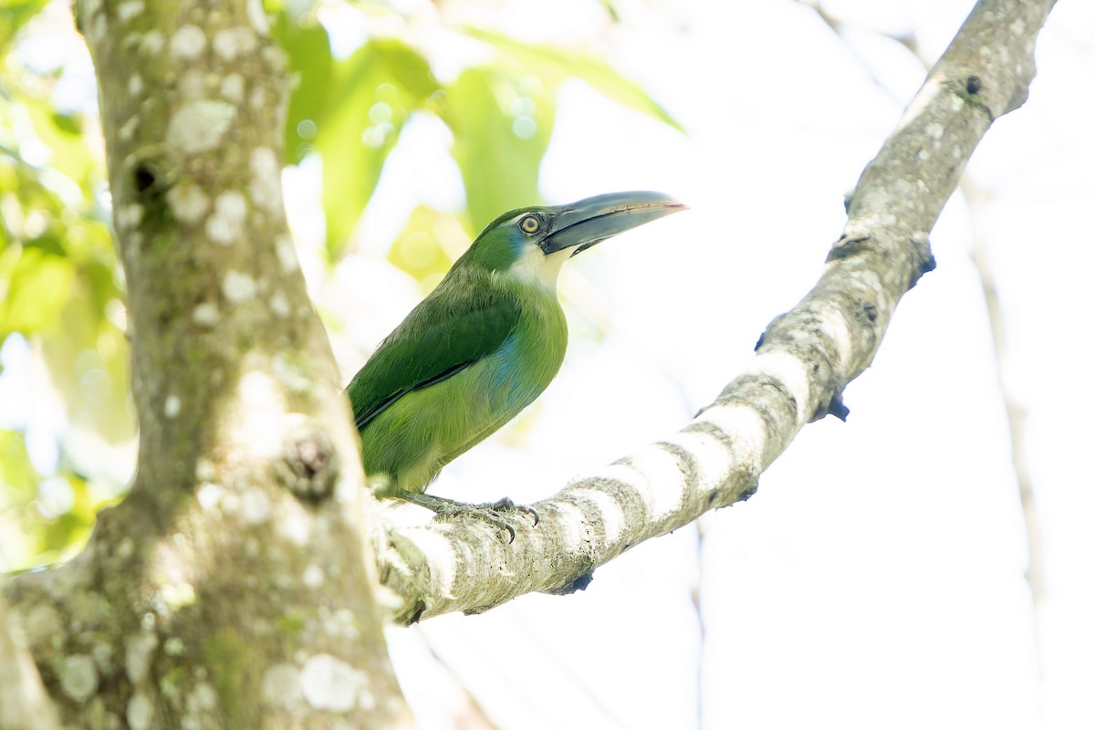 Blue-banded Toucanet - ML647183695