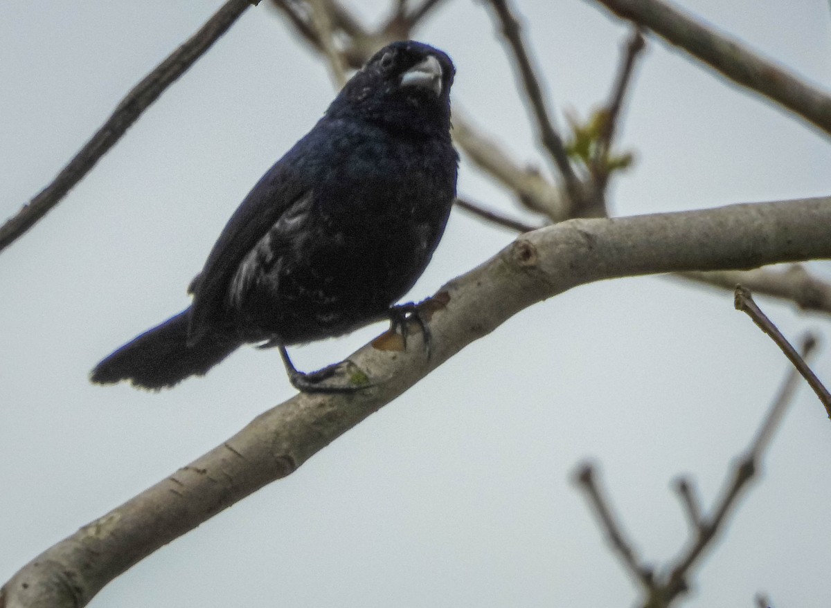 シコンヒワ - ML647183696