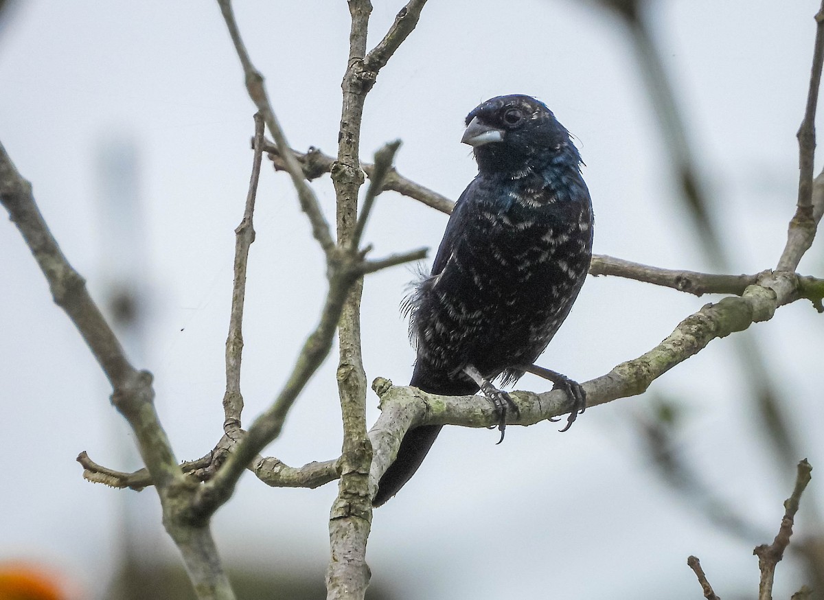 シコンヒワ - ML647183697