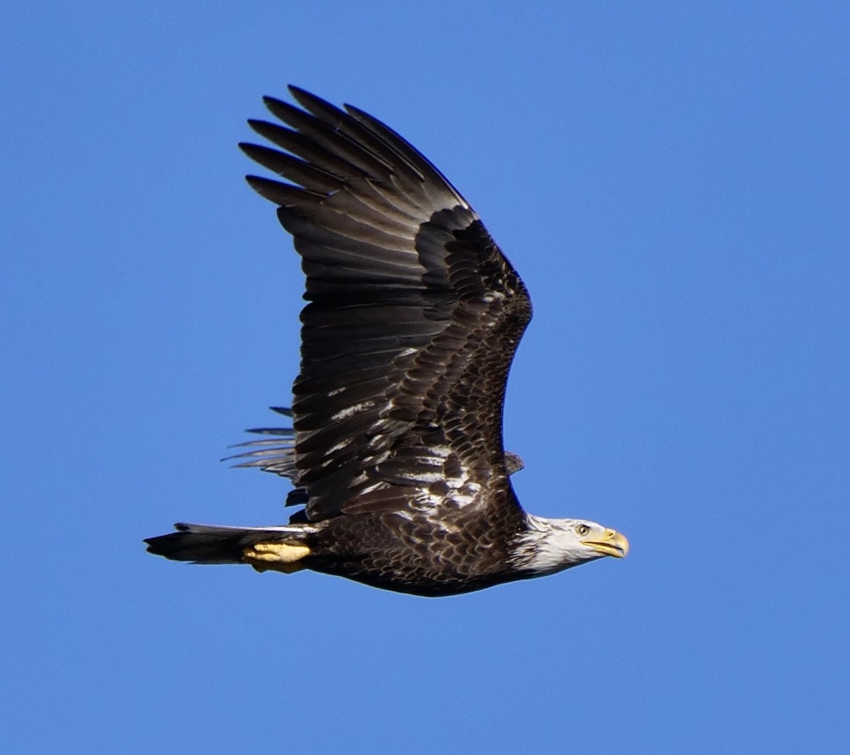 Bald Eagle - ML647183698