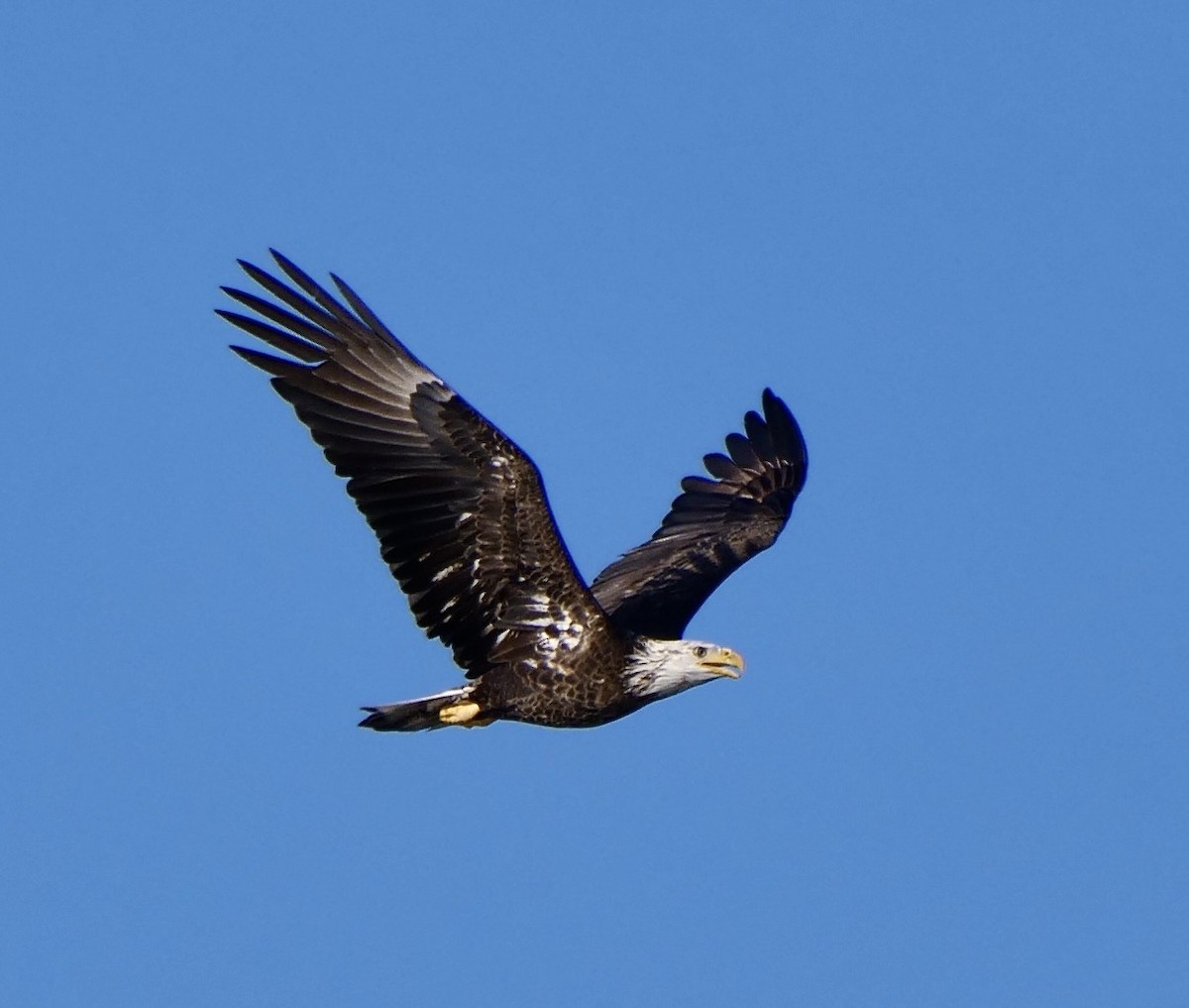 Bald Eagle - ML647183699