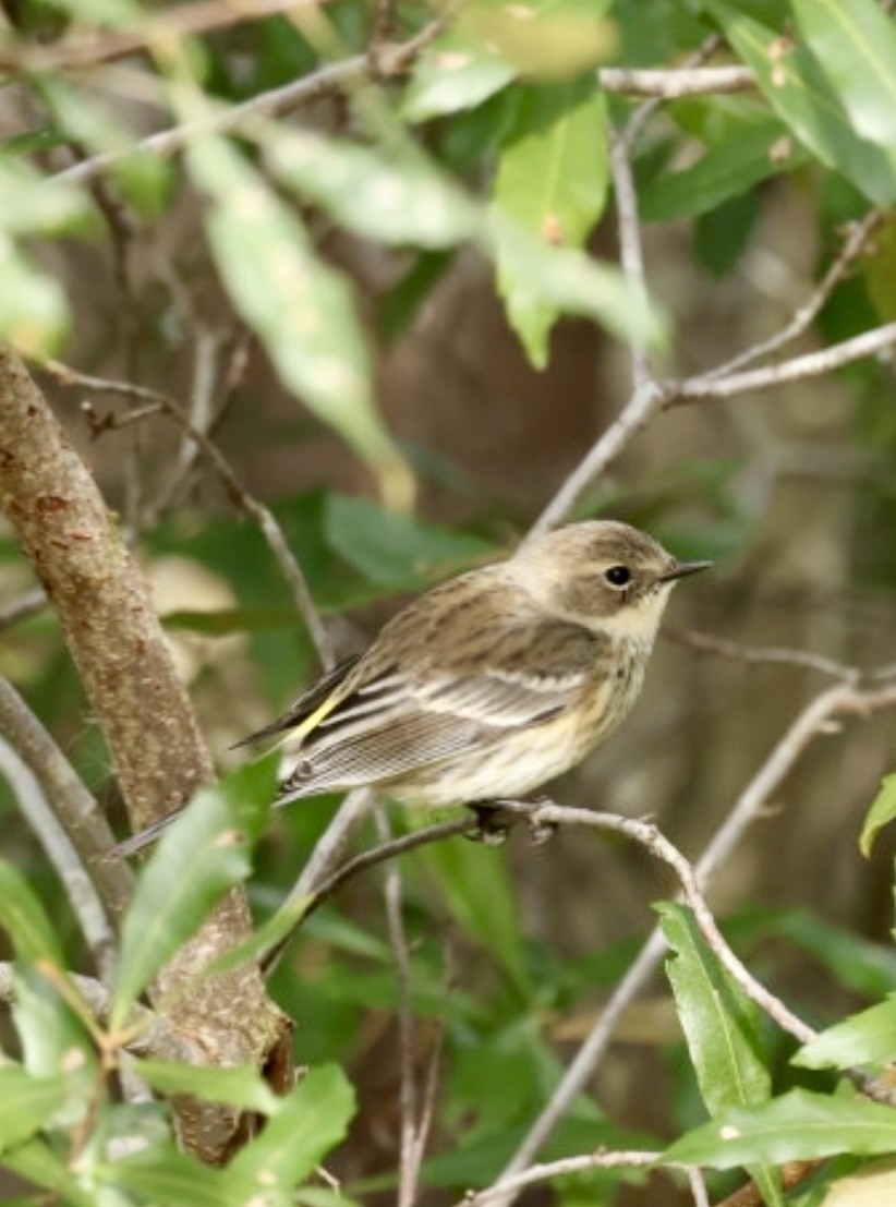 Yellow-rumped Warbler - ML647183723