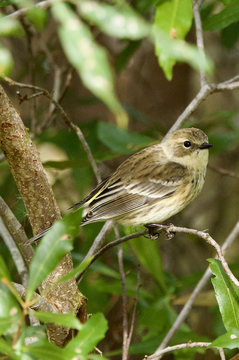 Yellow-rumped Warbler - ML647183724