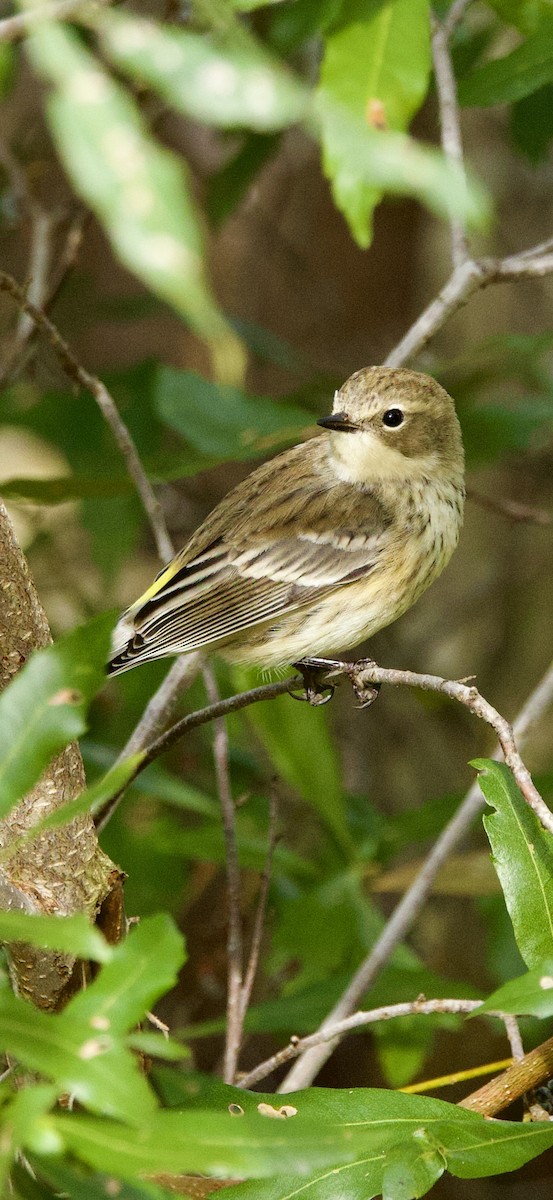 Yellow-rumped Warbler - ML647183725
