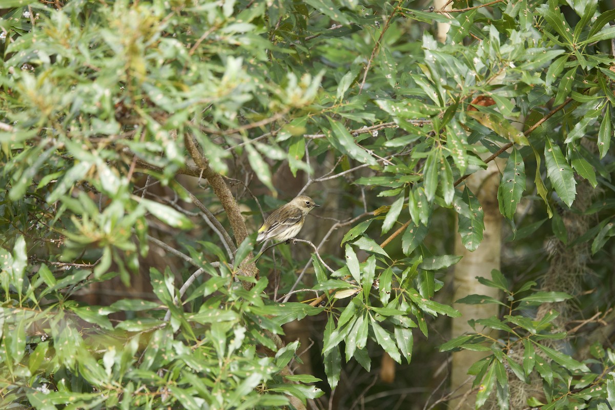 Yellow-rumped Warbler - ML647183726