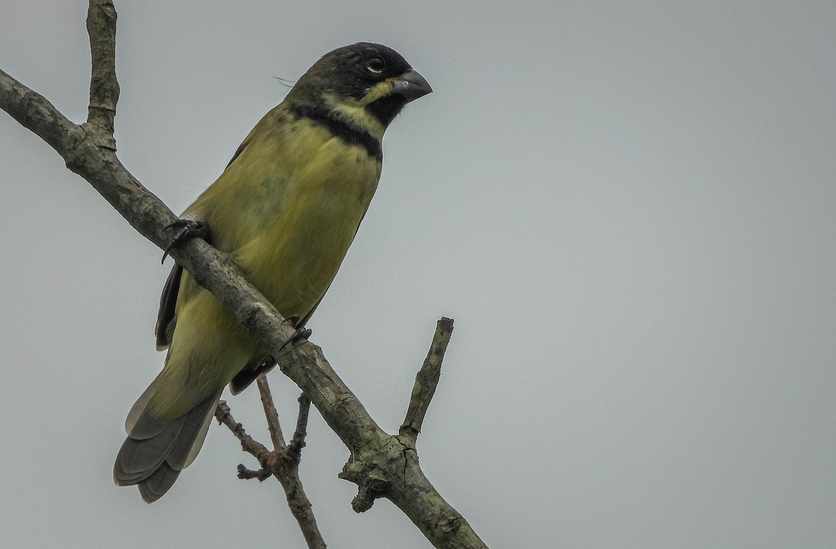 Double-collared Seedeater - ML647183727