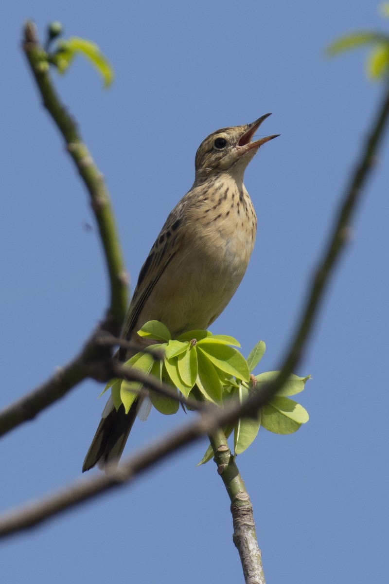 פפיון בלתי-מזוהה - ML647183729