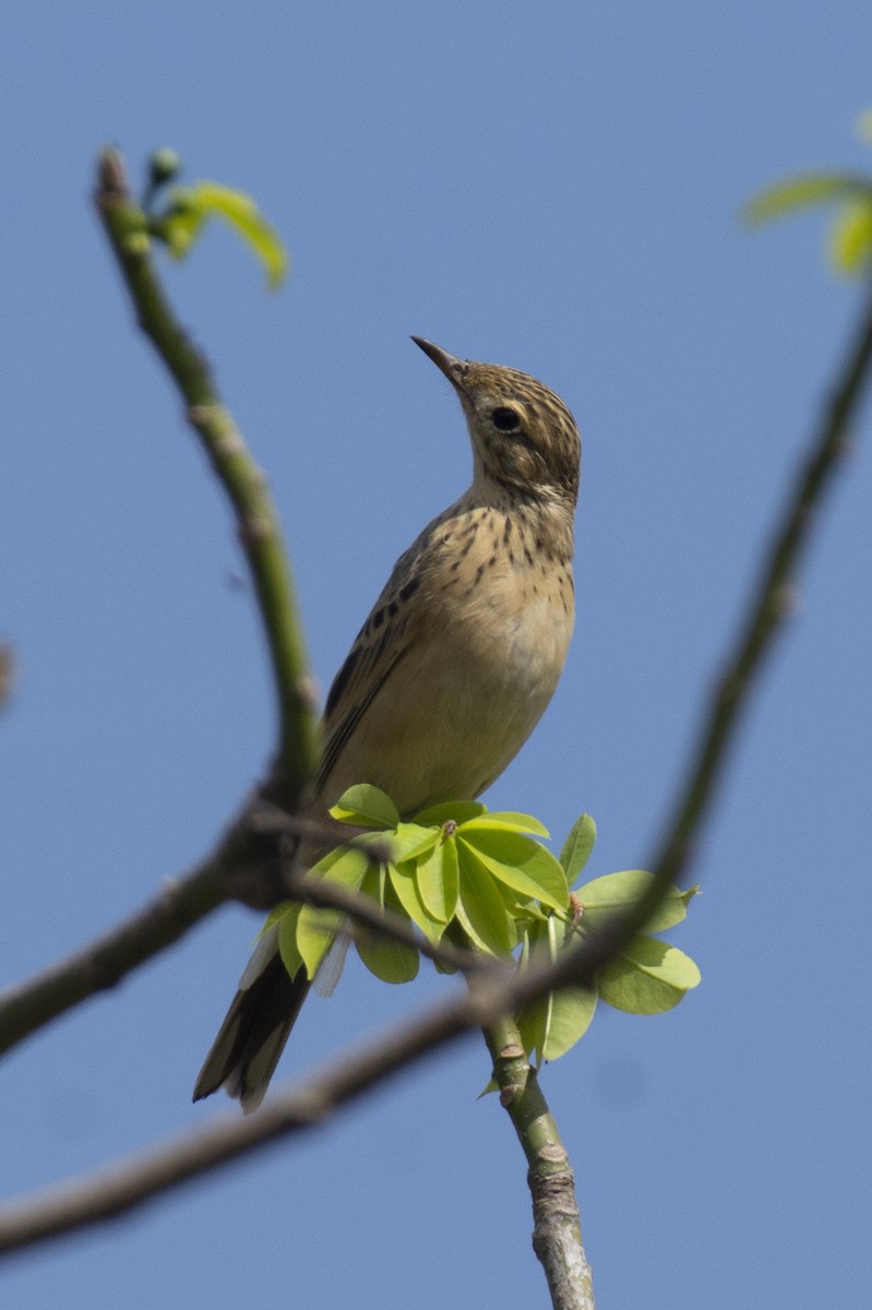 פפיון בלתי-מזוהה - ML647183731