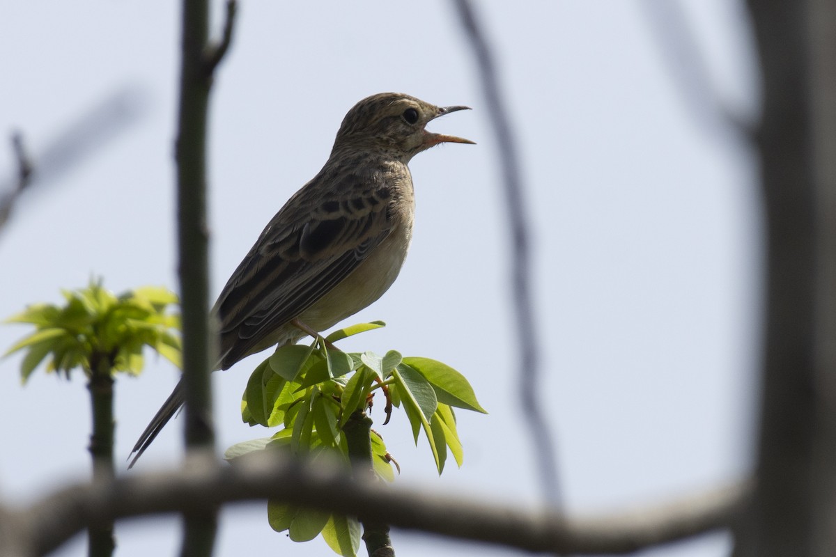 פפיון בלתי-מזוהה - ML647183732