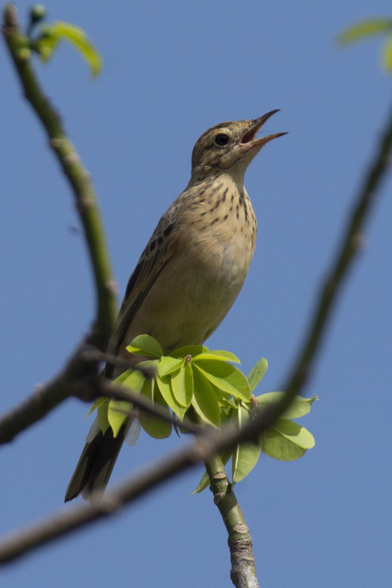 פפיון בלתי-מזוהה - ML647183733