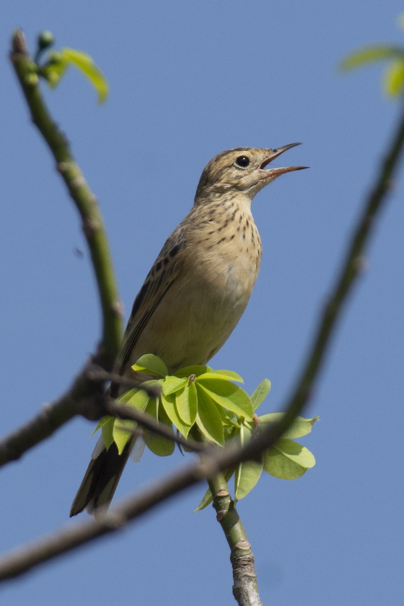 פפיון בלתי-מזוהה - ML647183734