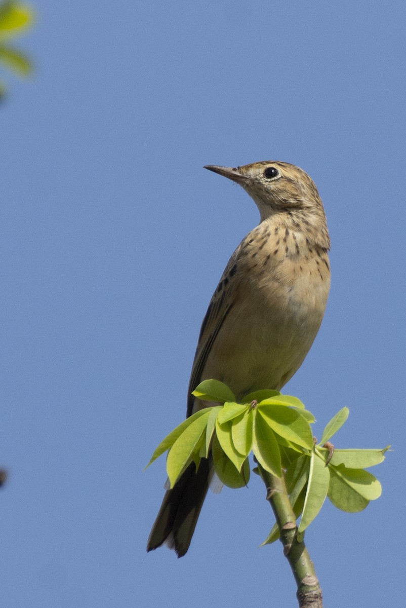 פפיון בלתי-מזוהה - ML647183735