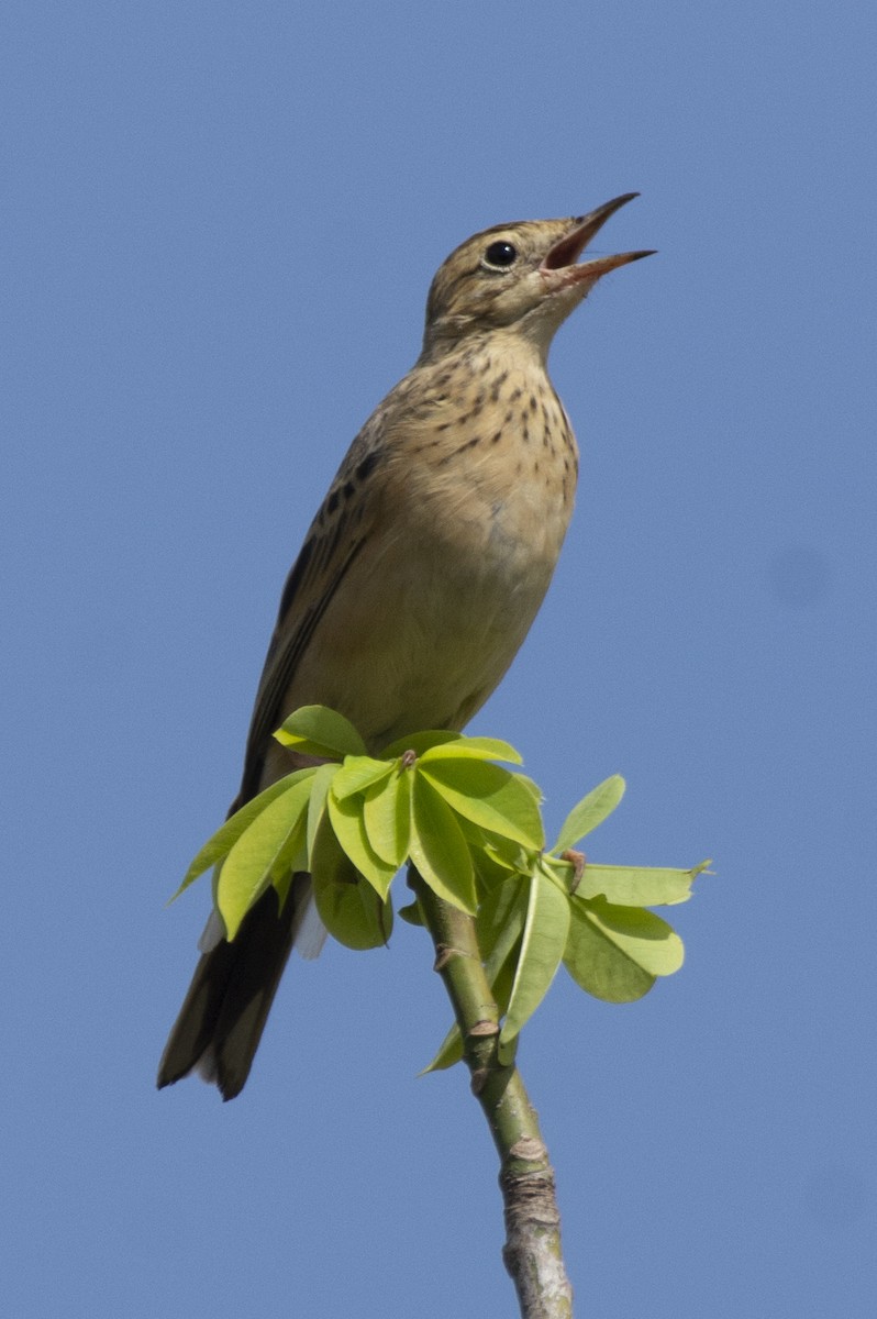 פפיון בלתי-מזוהה - ML647183736