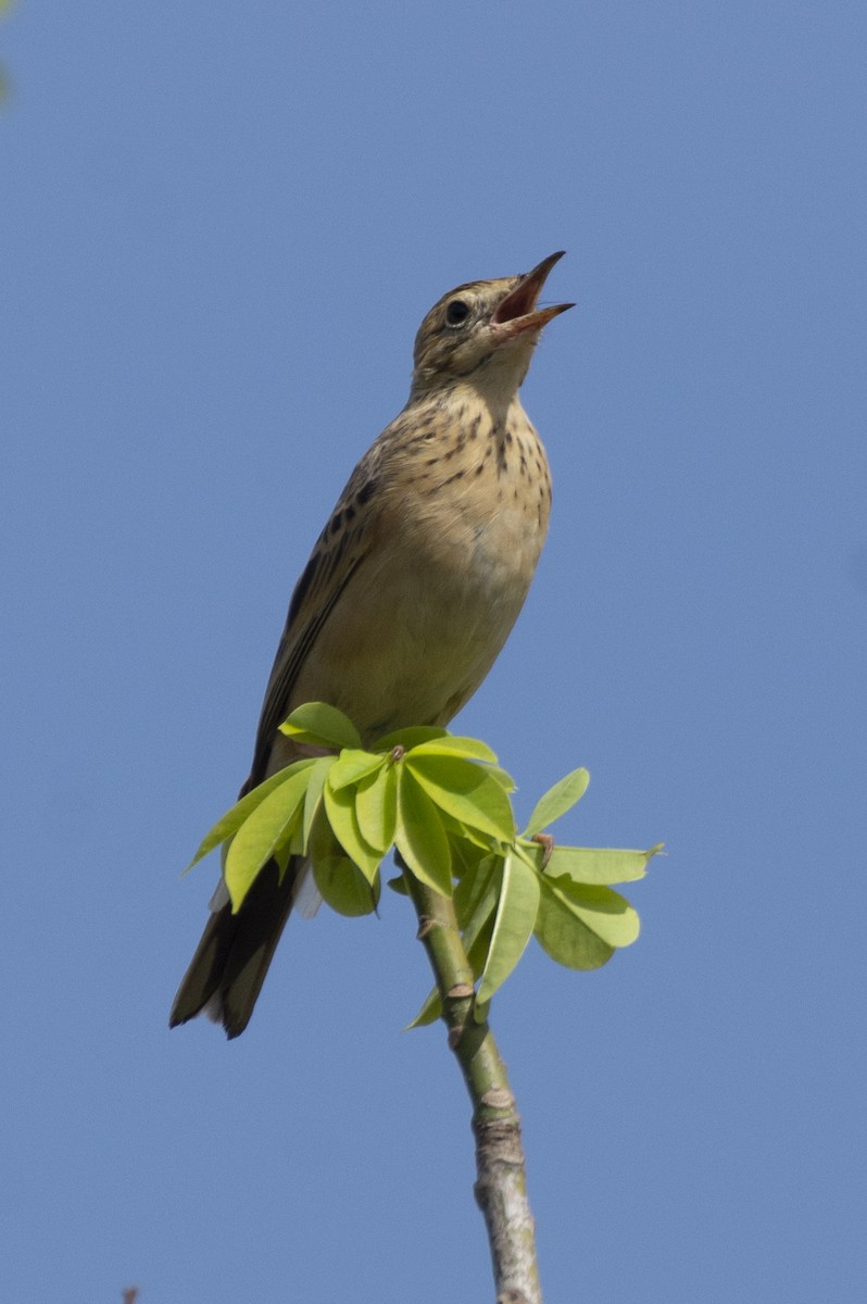 פפיון בלתי-מזוהה - ML647183737