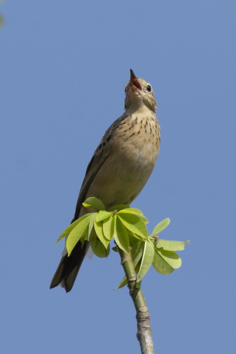 פפיון בלתי-מזוהה - ML647183738