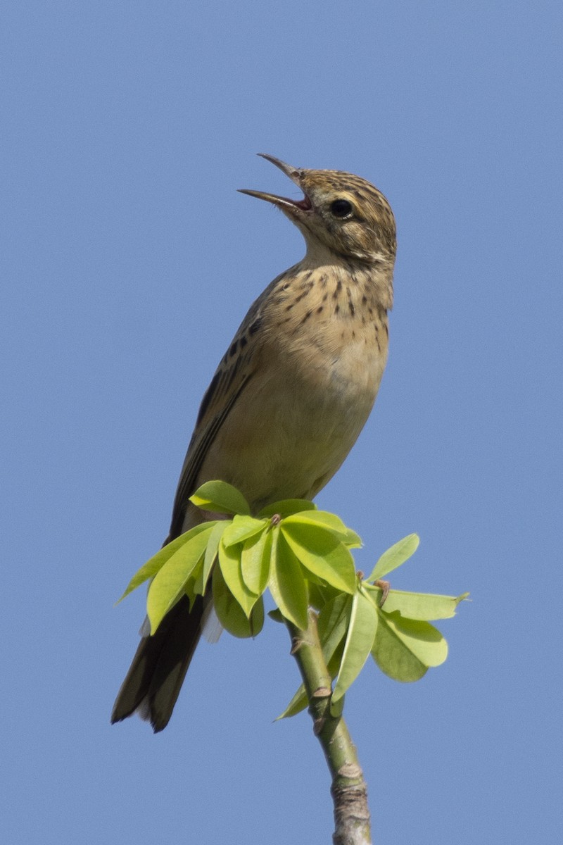 פפיון בלתי-מזוהה - ML647183739