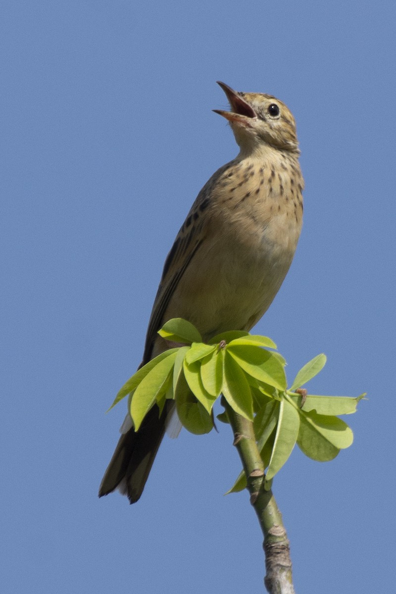 פפיון בלתי-מזוהה - ML647183740