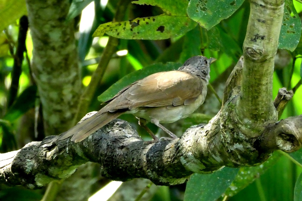 Zorzal Sabiá - ML647183741