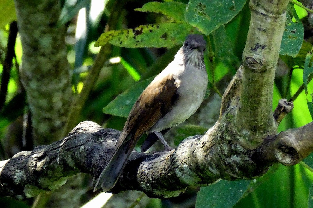 Zorzal Sabiá - ML647183742