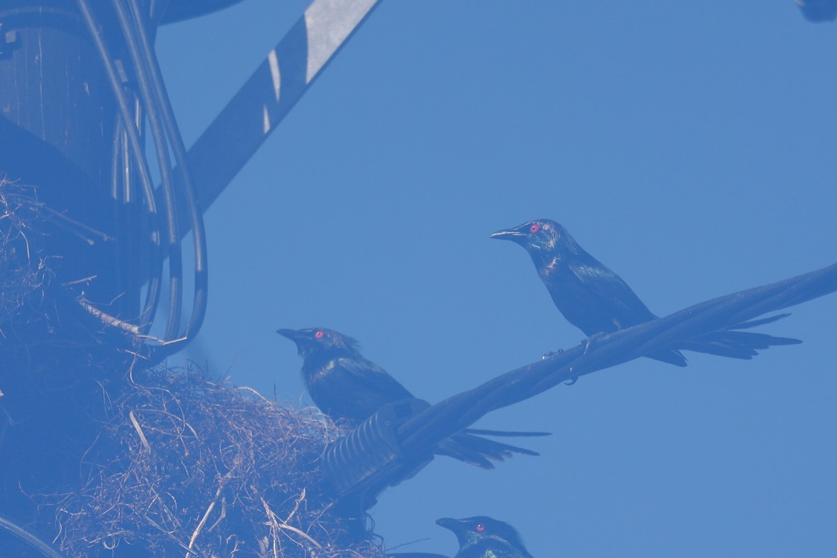 Metallic Starling - ML647183743