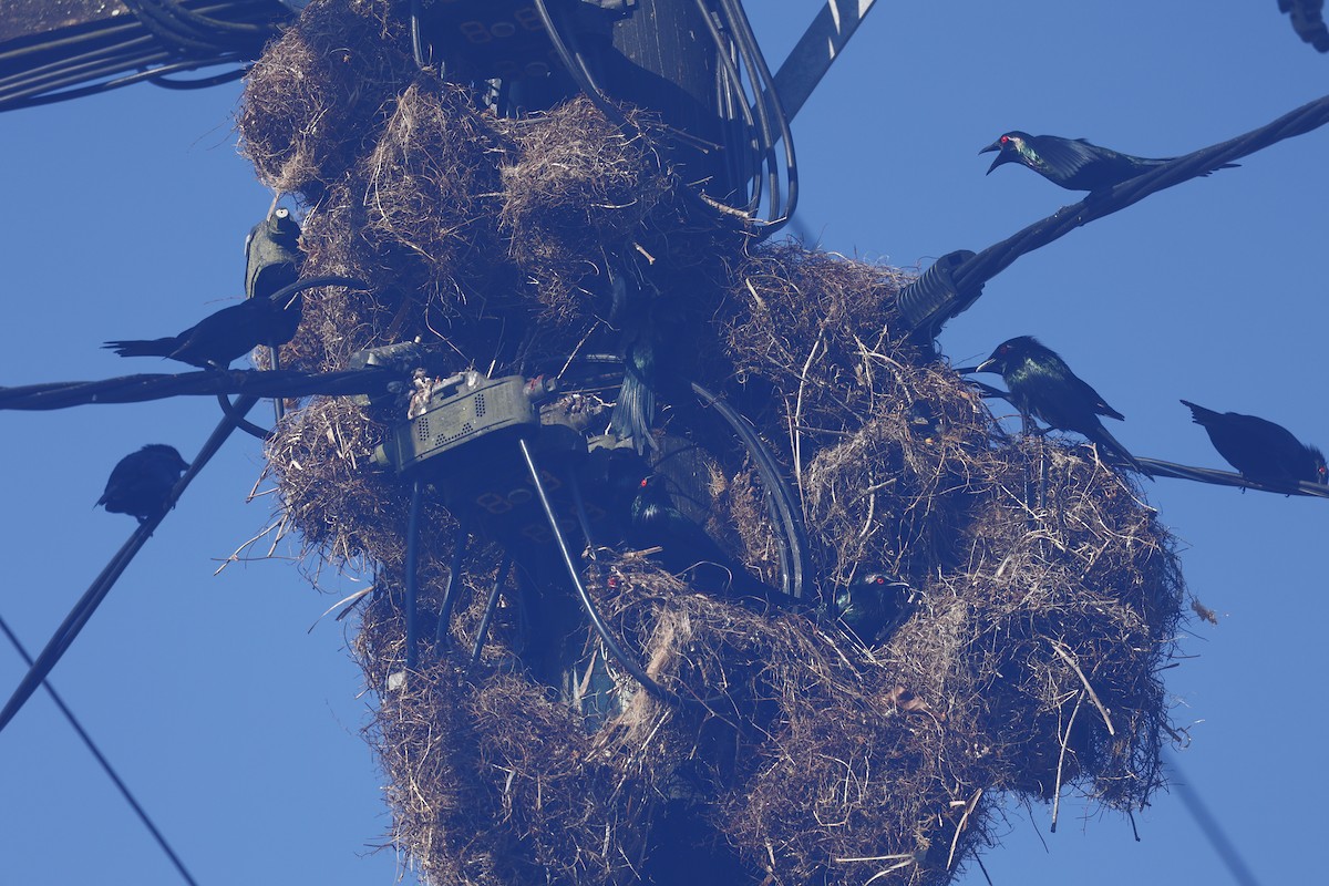 Metallic Starling - ML647183744