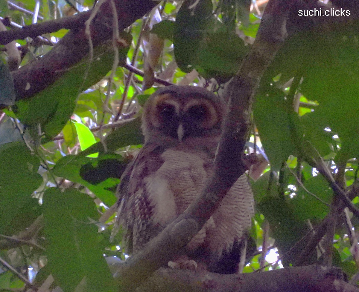 Brown Wood-Owl - ML647183752