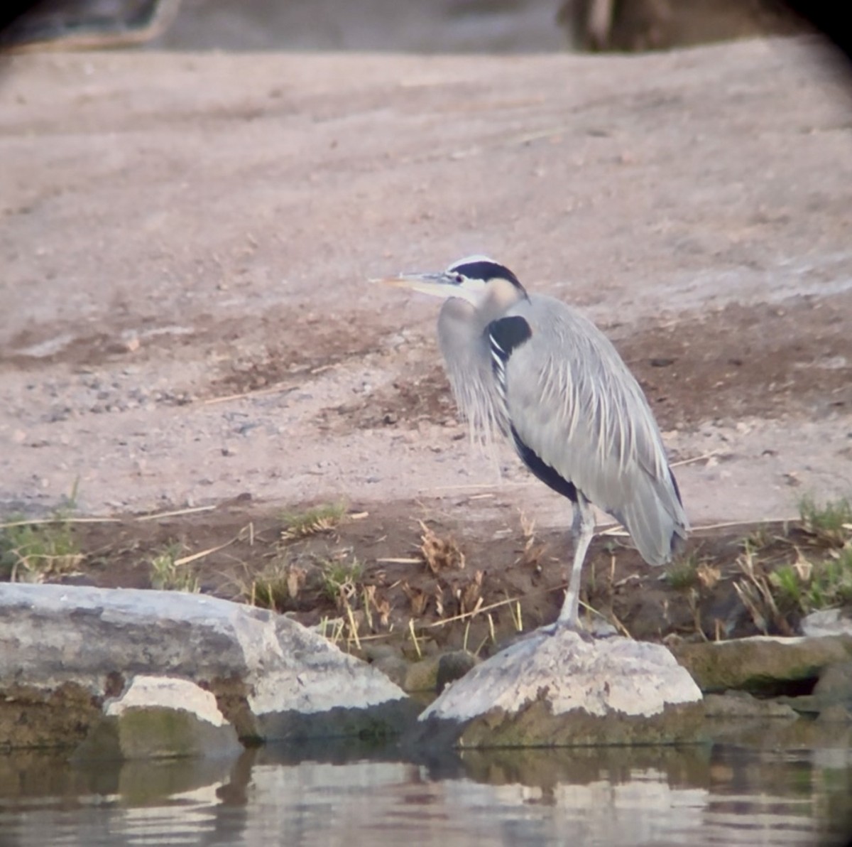 אנפה אמריקנית - ML647183753