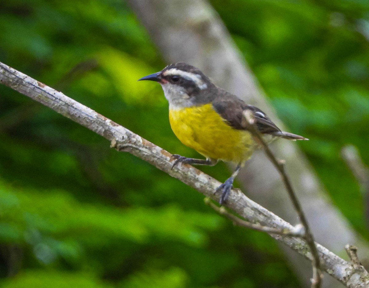 Bananaquit - ML647183757