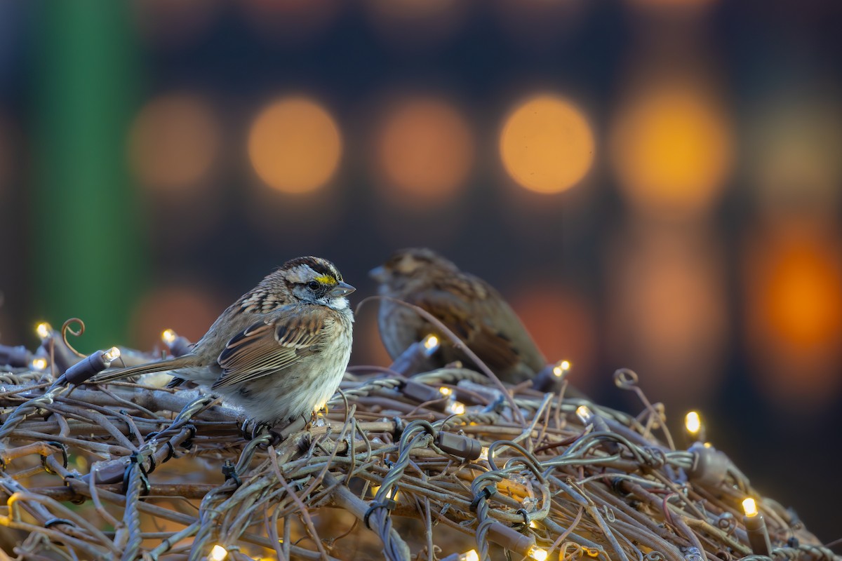 גיבתונית לבנת-גרון - ML647183758