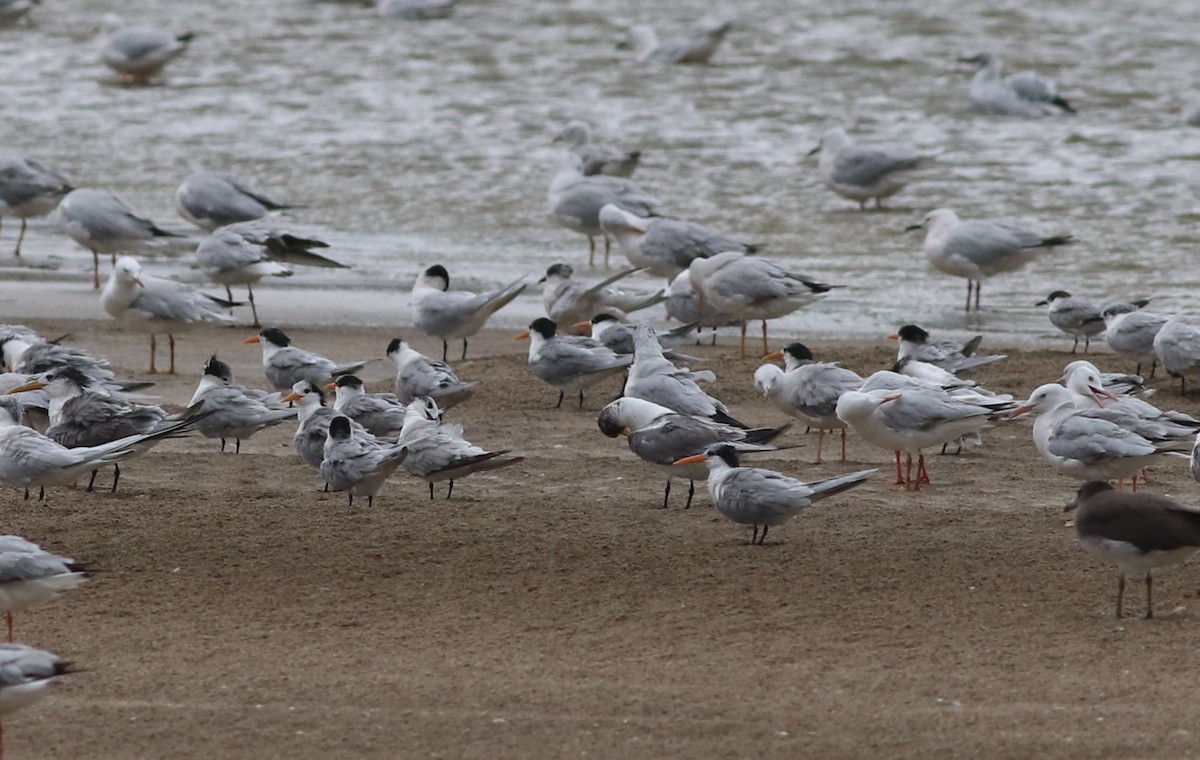 שחפית בנגלית - ML647183759