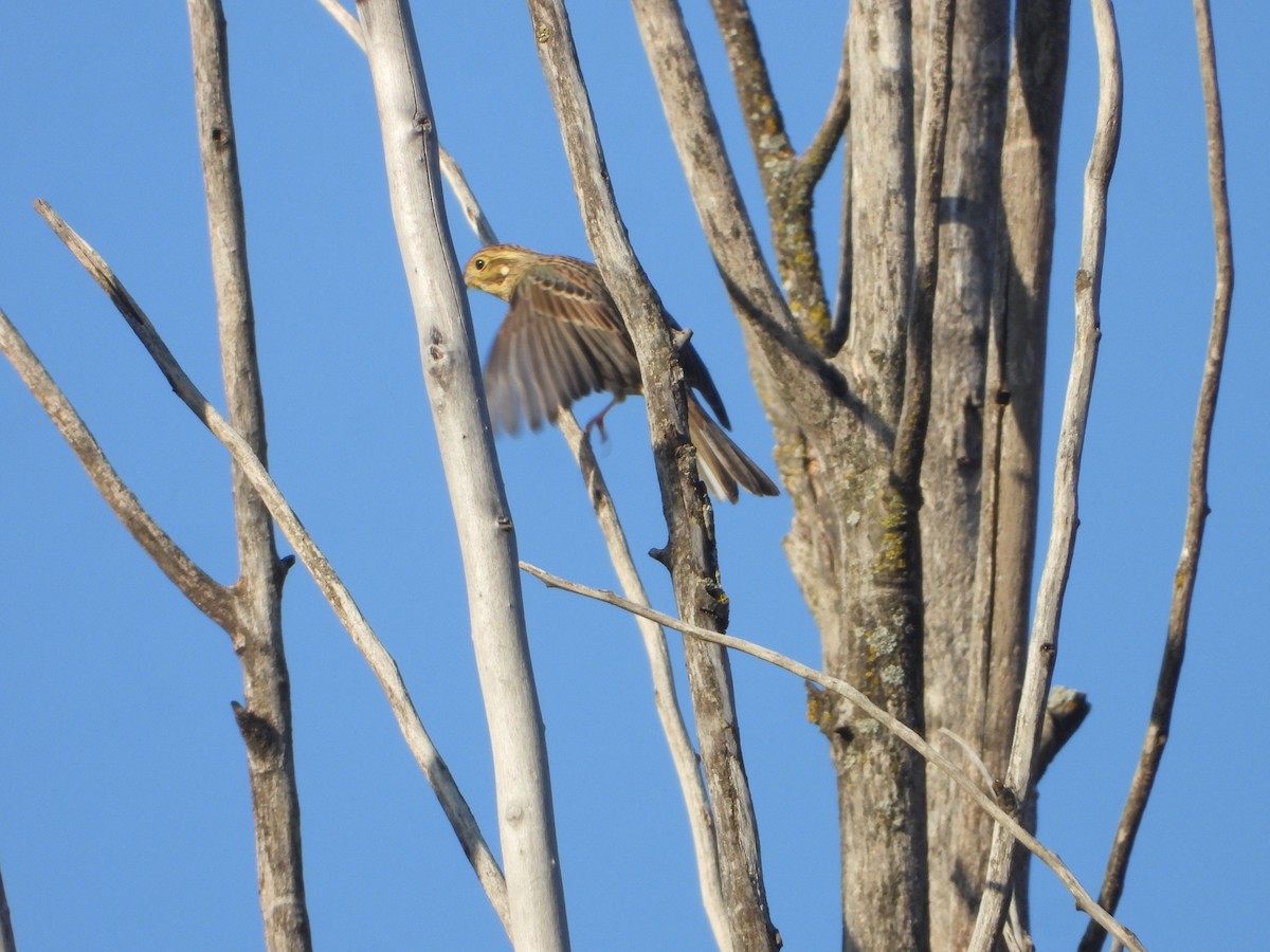 Cirl Bunting - ML647183760