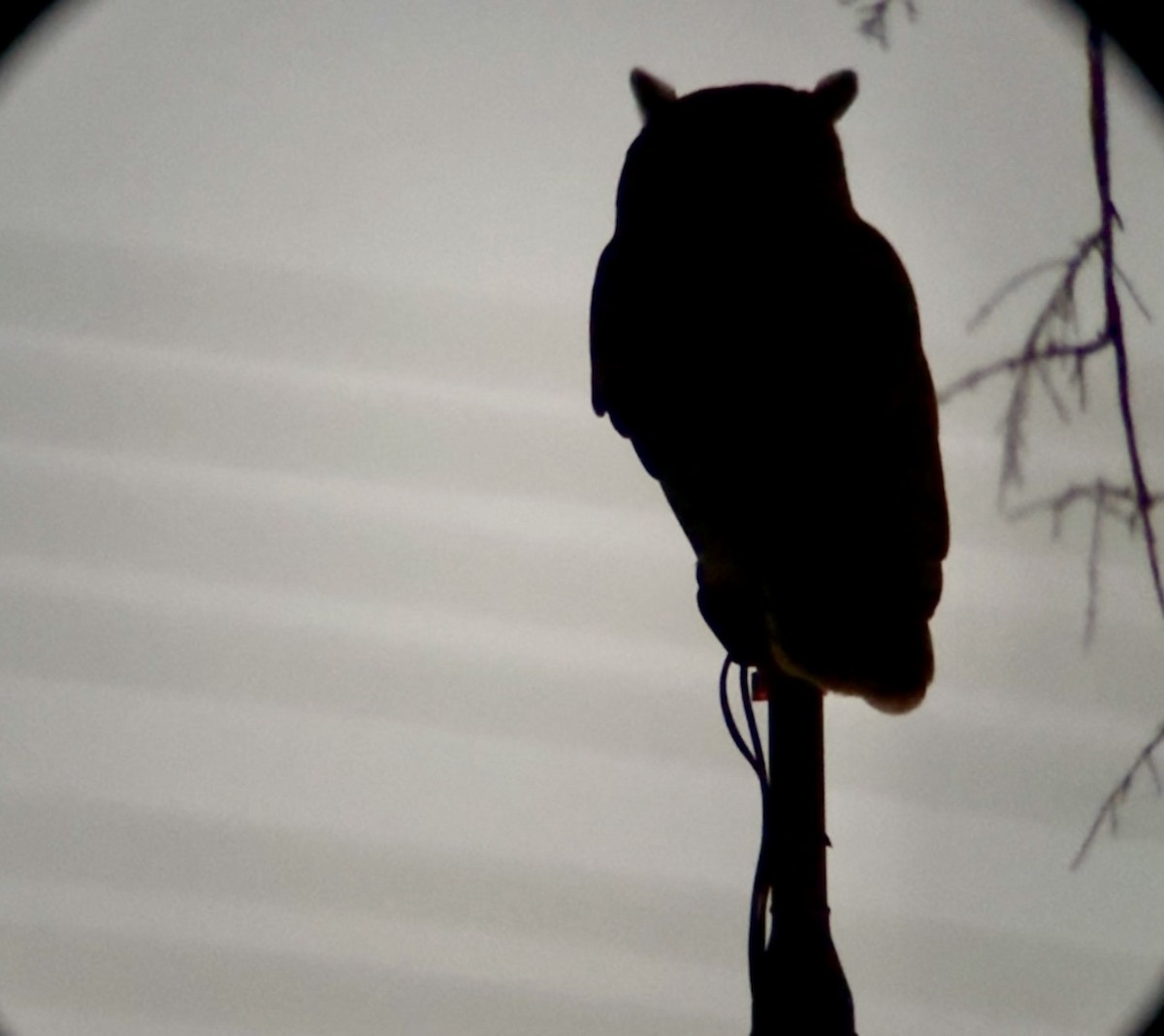 Great Horned Owl - ML647183761