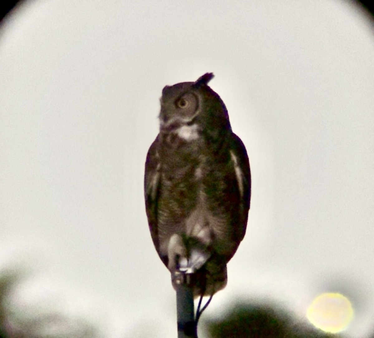 Great Horned Owl - ML647183762