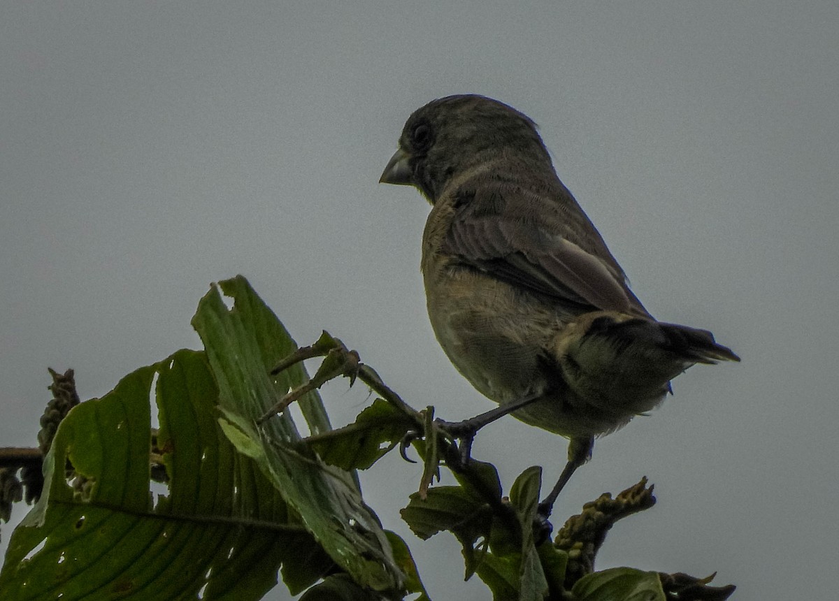 Sooty Grassquit - ML647183763