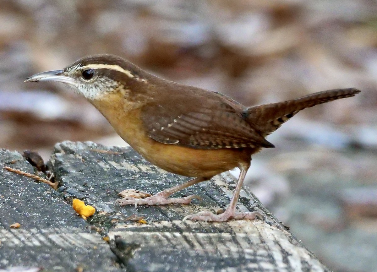 Carolina Wren - ML647183764