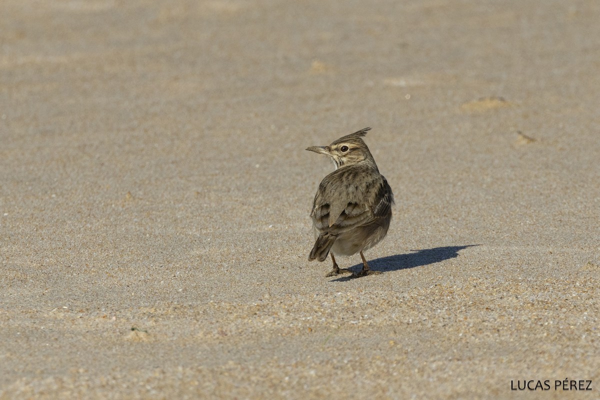 עפרוני מצויץ - ML647183765