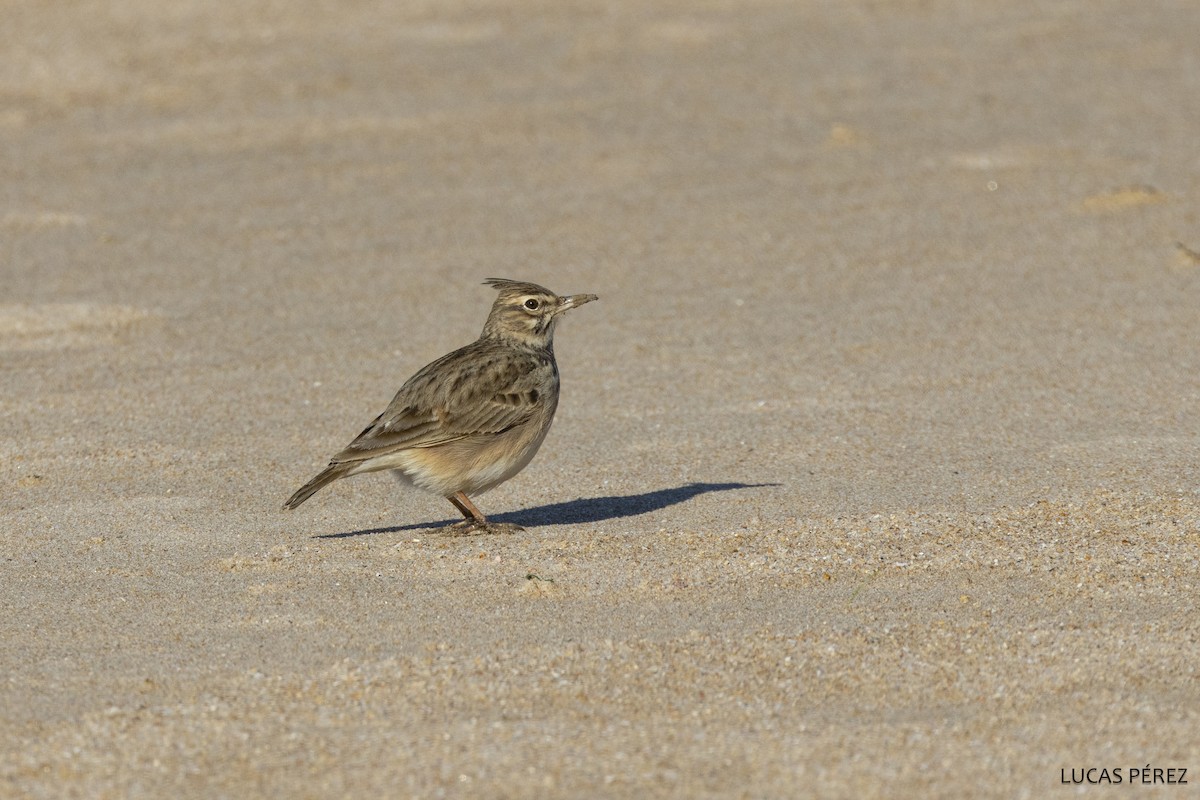 עפרוני מצויץ - ML647183766