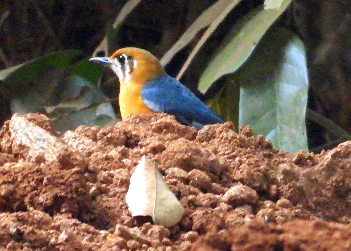 Orange-headed Thrush - ML647183767