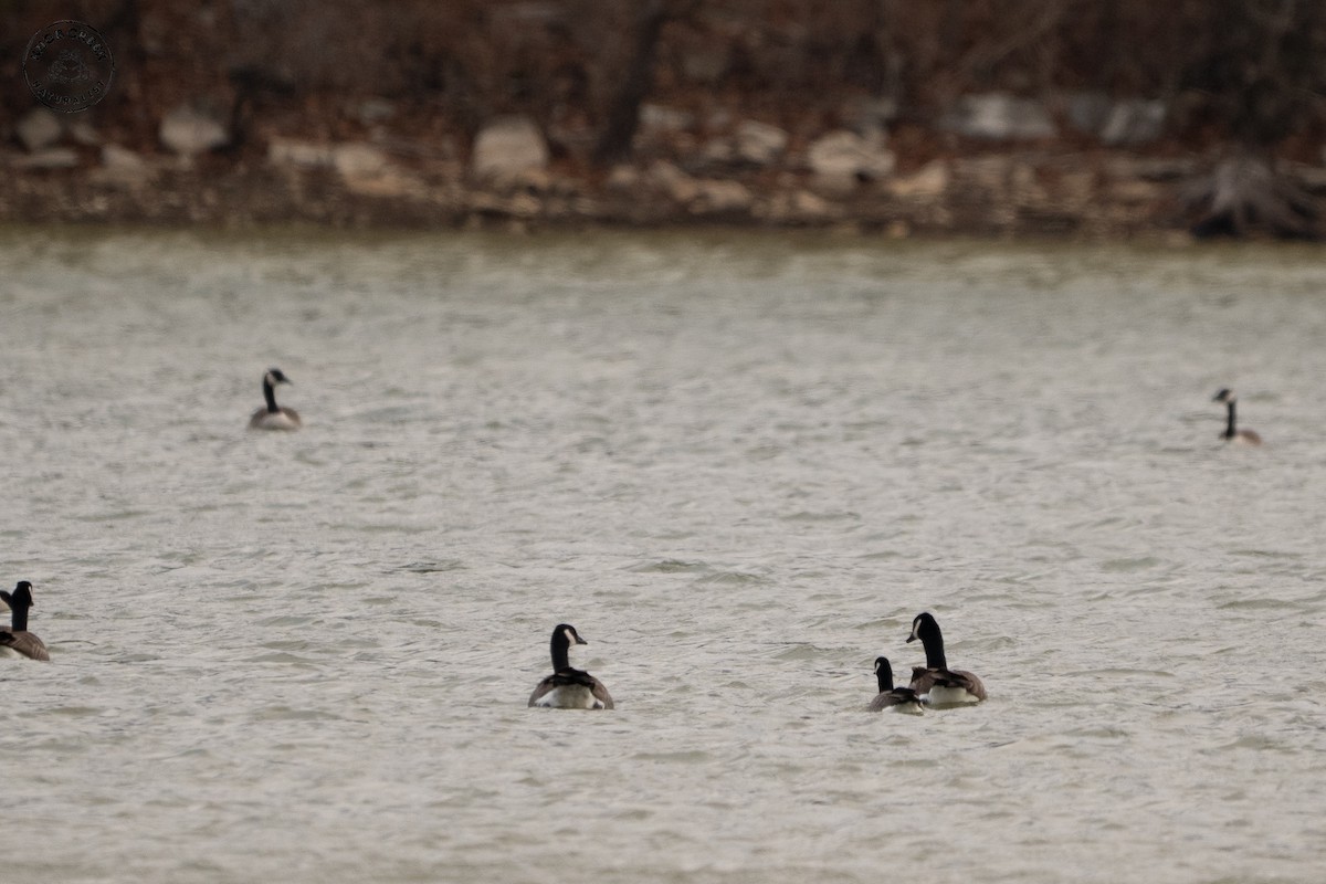 Cackling Goose - ML647183771