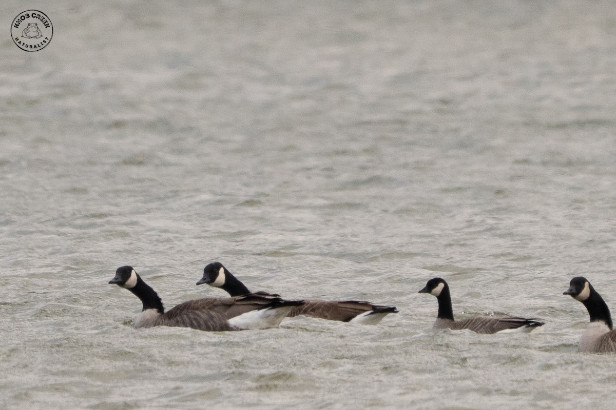 Cackling Goose - ML647183772