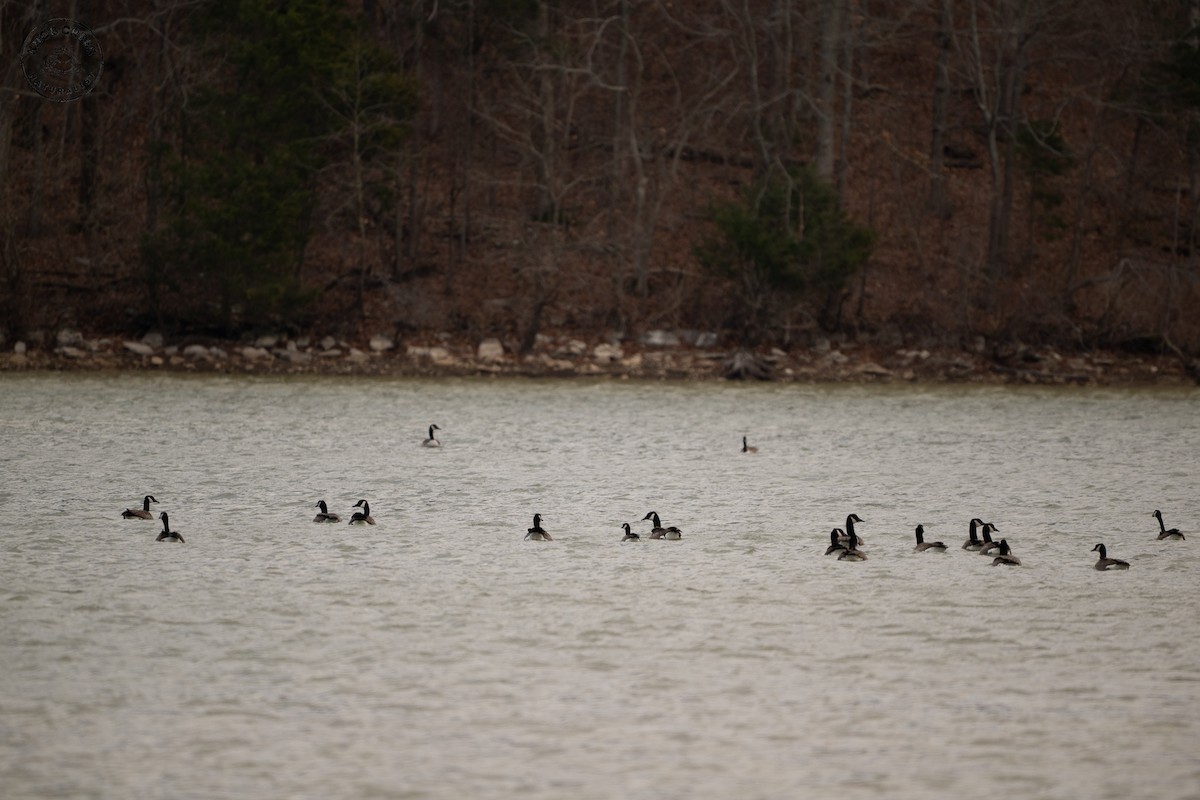 Cackling Goose - ML647183773