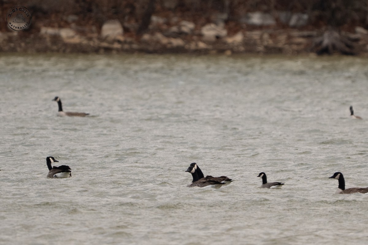 Cackling Goose - ML647183774