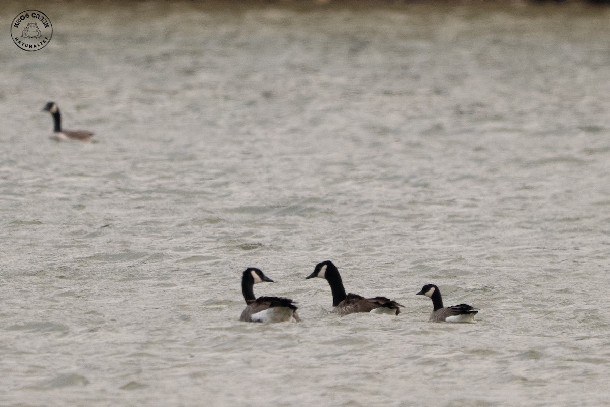 Cackling Goose - ML647183775