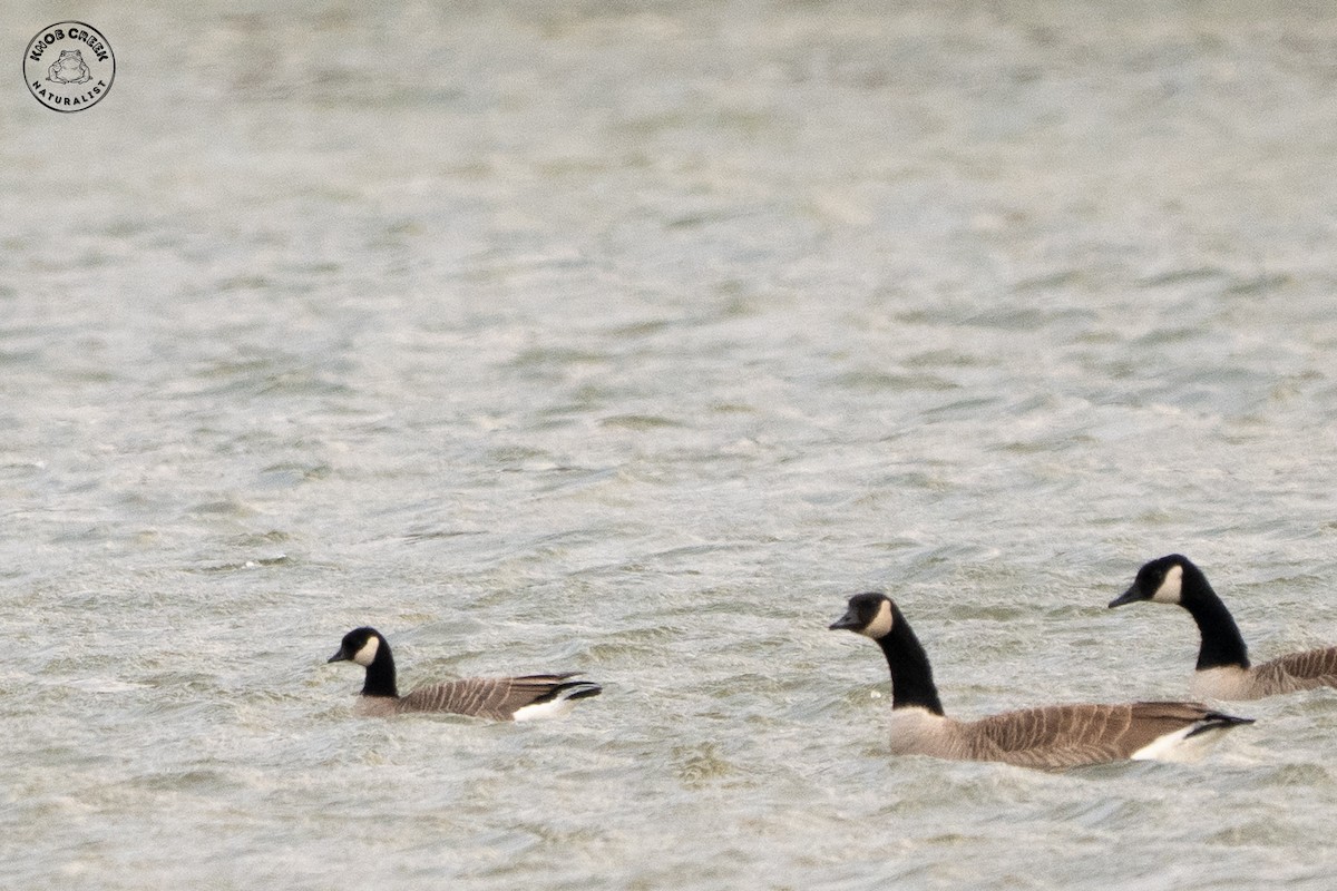 Cackling Goose - ML647183776