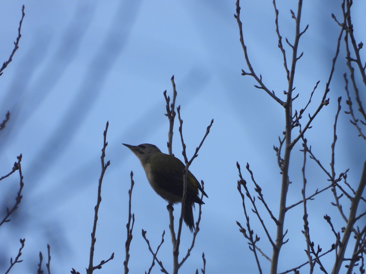 נקר אפור-ראש - ML647183777