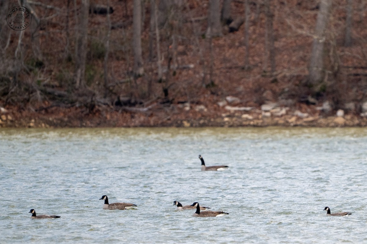 Cackling Goose - ML647183779