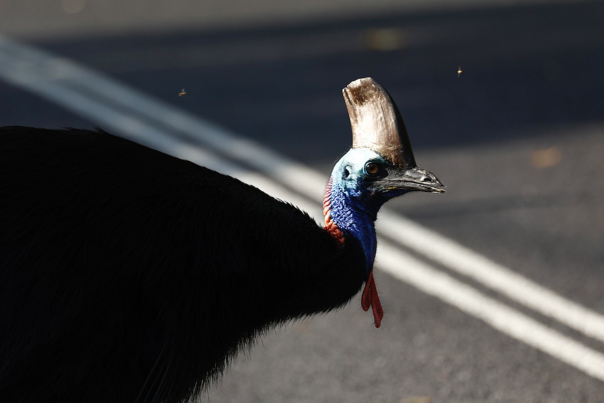 toflikkasuar - ML647183783